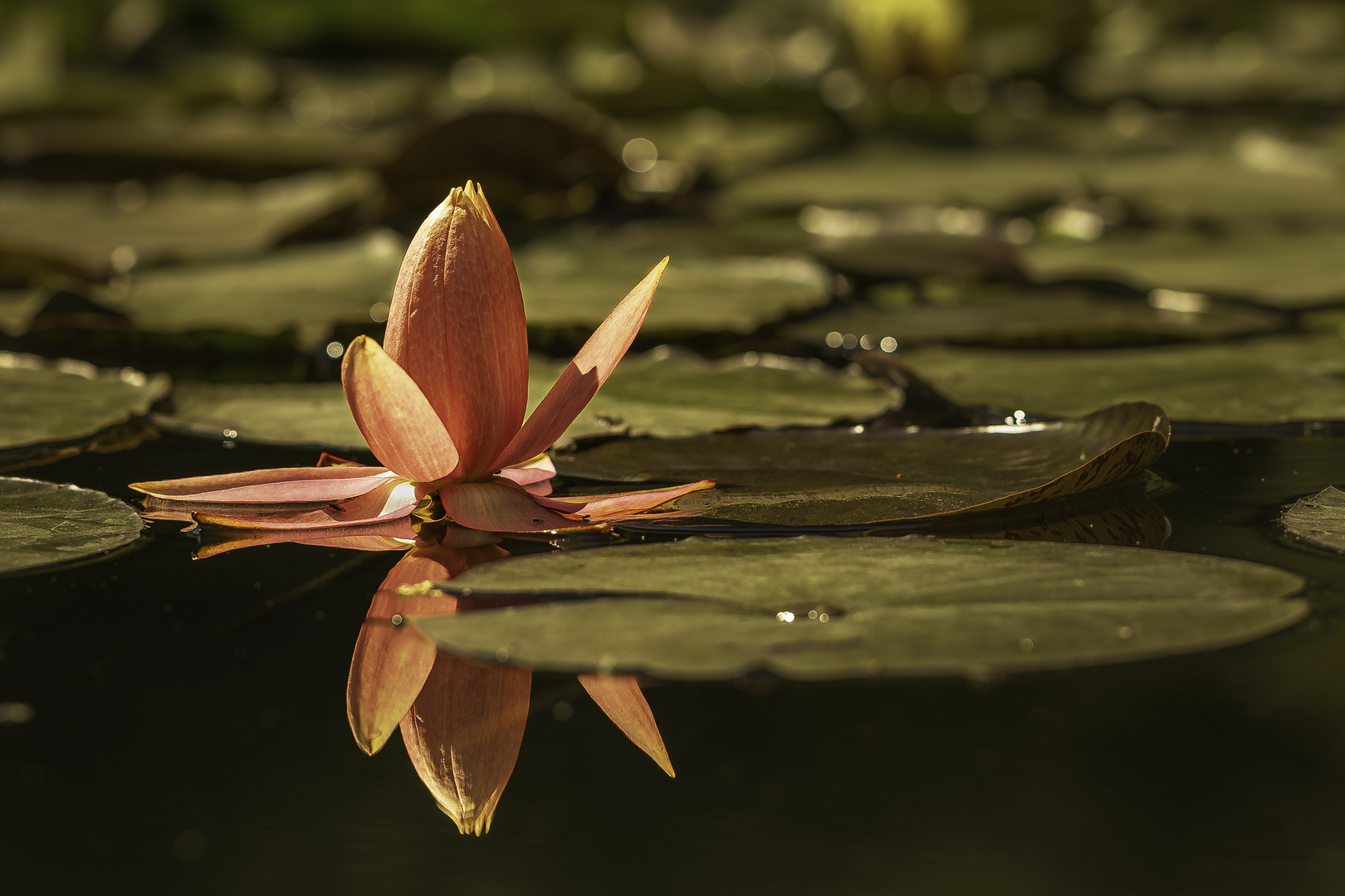 Seerose gespiegelt