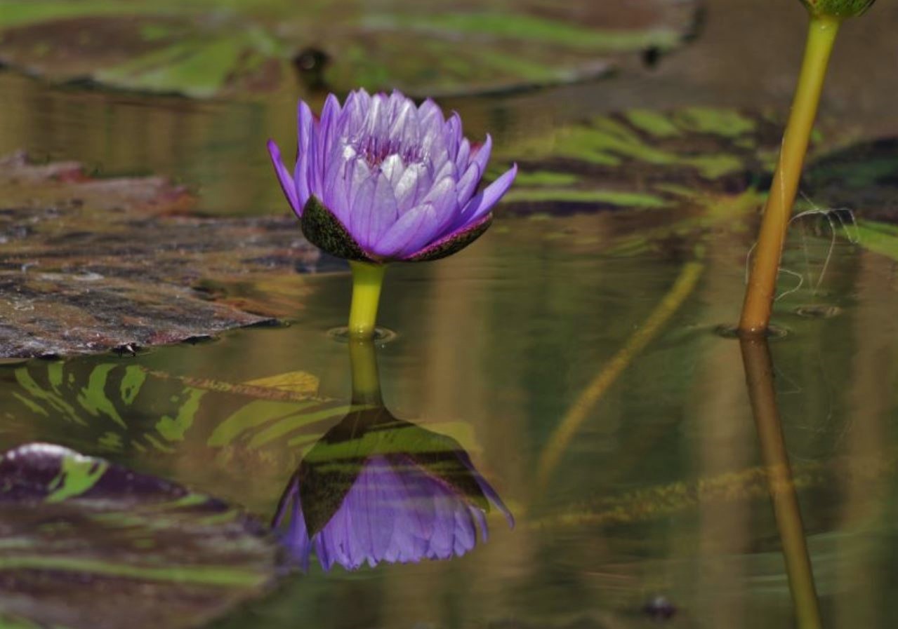 Seerose gespiegelt