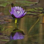 Seerose gespiegelt