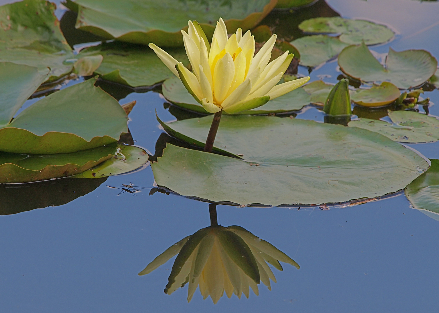 Seerose, gespiegelt