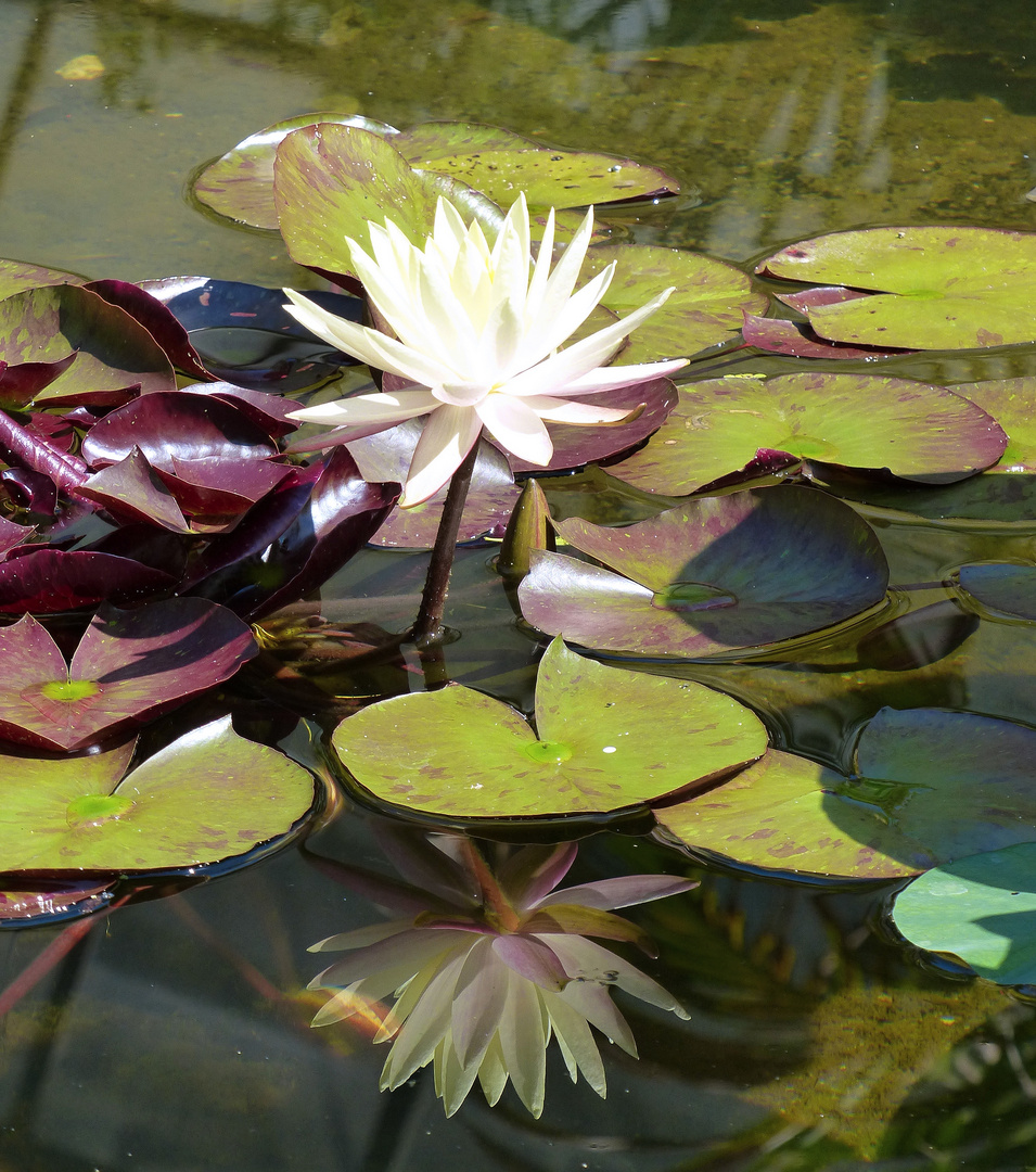 Seerose gespiegelt