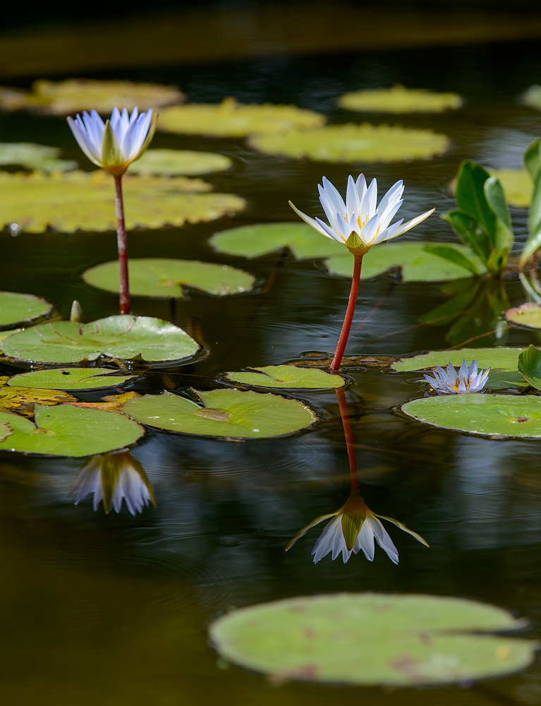 Seerose II