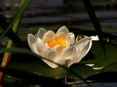 Seerose im Abendlicht