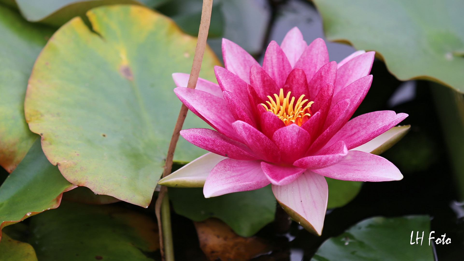 Seerose im alten Botanischen Garten