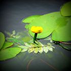 Seerose im Arbersee - Bayerischer Wald