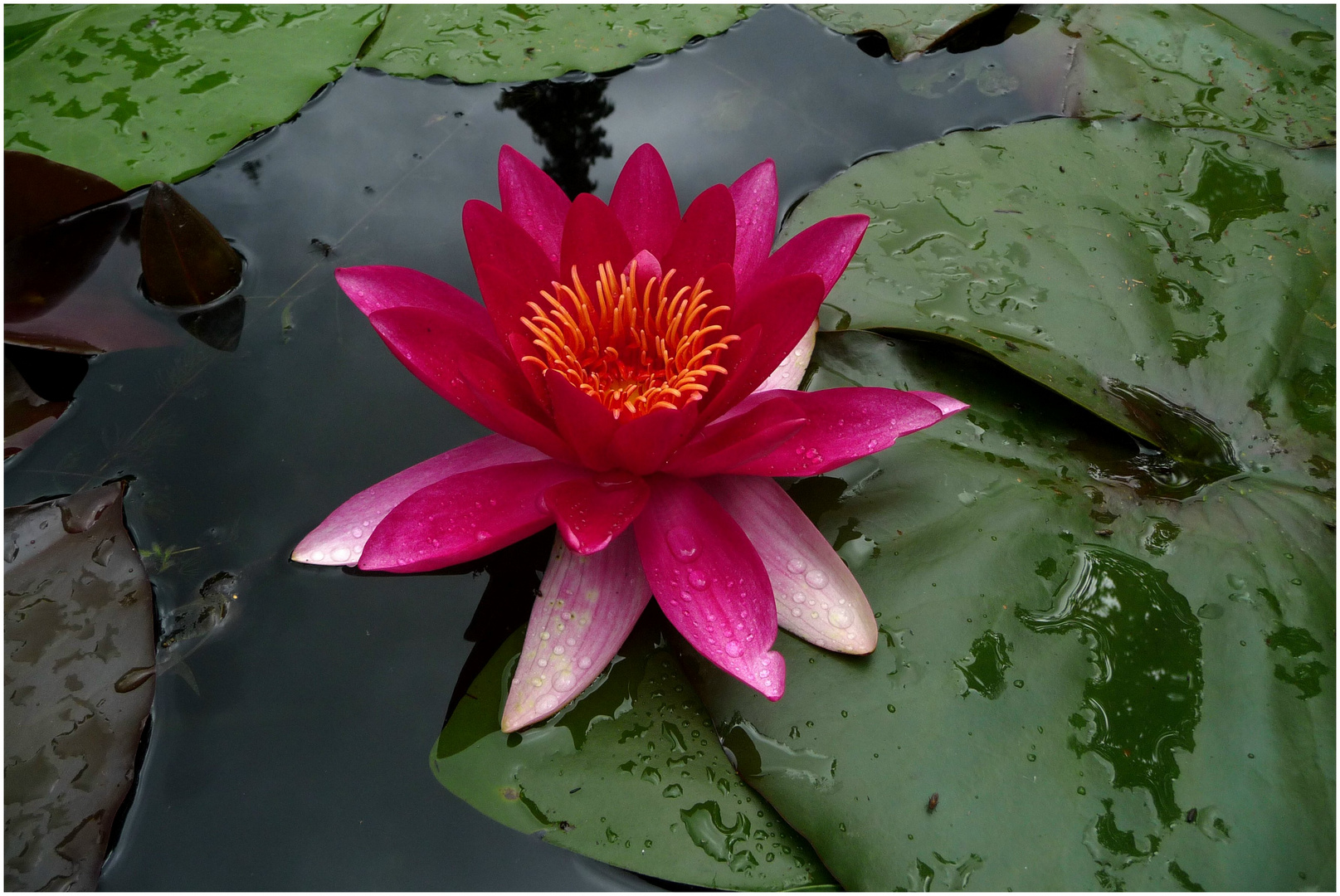 Seerose im Biotop Kloster Arenberg