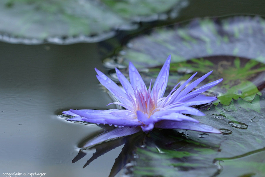 Seerose im Botanischen Garten.......