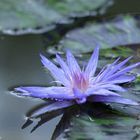 Seerose im Botanischen Garten.......