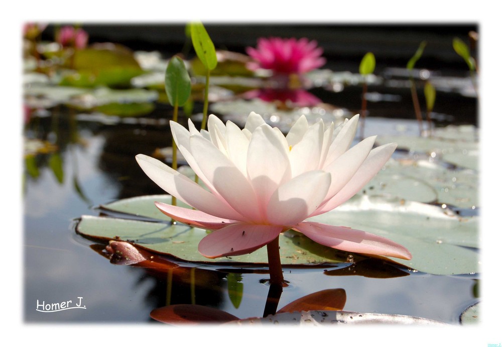 Seerose im Botanischen Garten Bielefeld