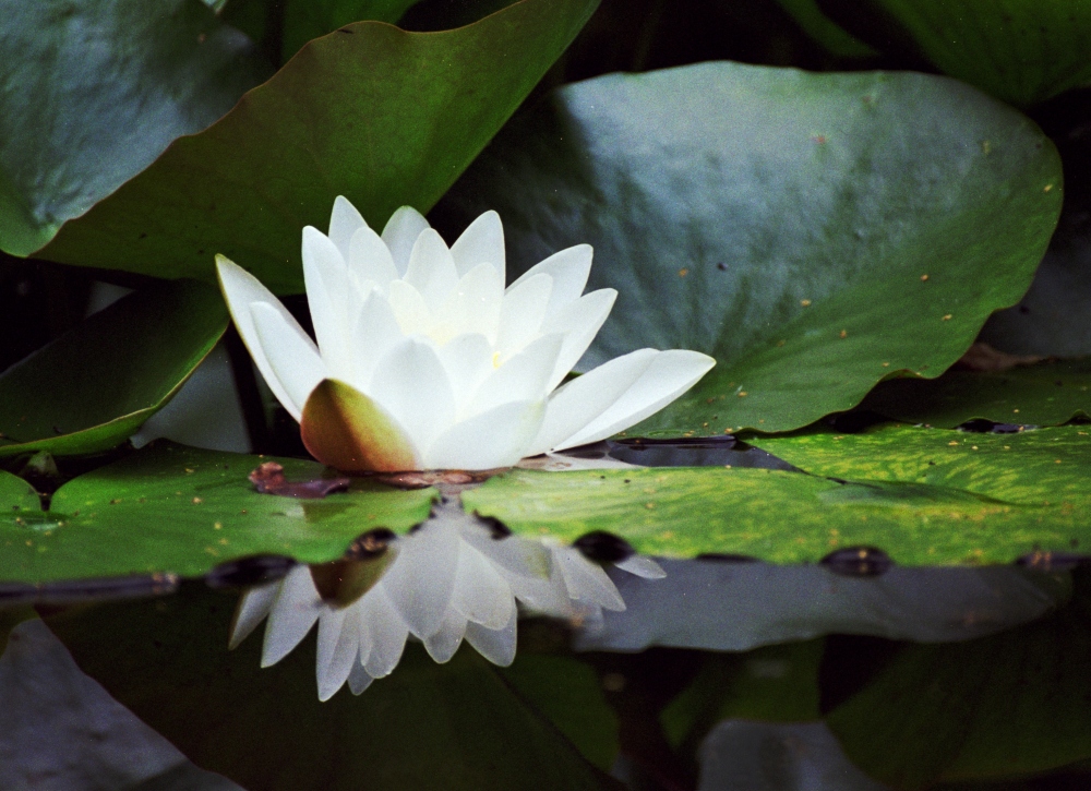 Seerose im Botanischen Garten Bochum