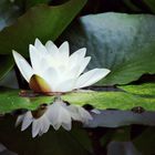 Seerose im Botanischen Garten Bochum