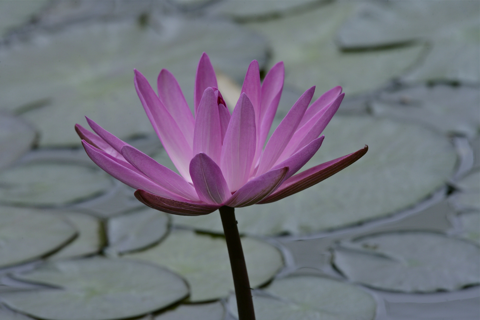 Seerose im Botanischen Garten Freiburg