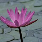 Seerose im Botanischen Garten Freiburg