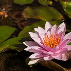 Seerose im Botanischen Garten in Pisa