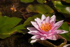 Seerose im Botanischen Garten in Pisa