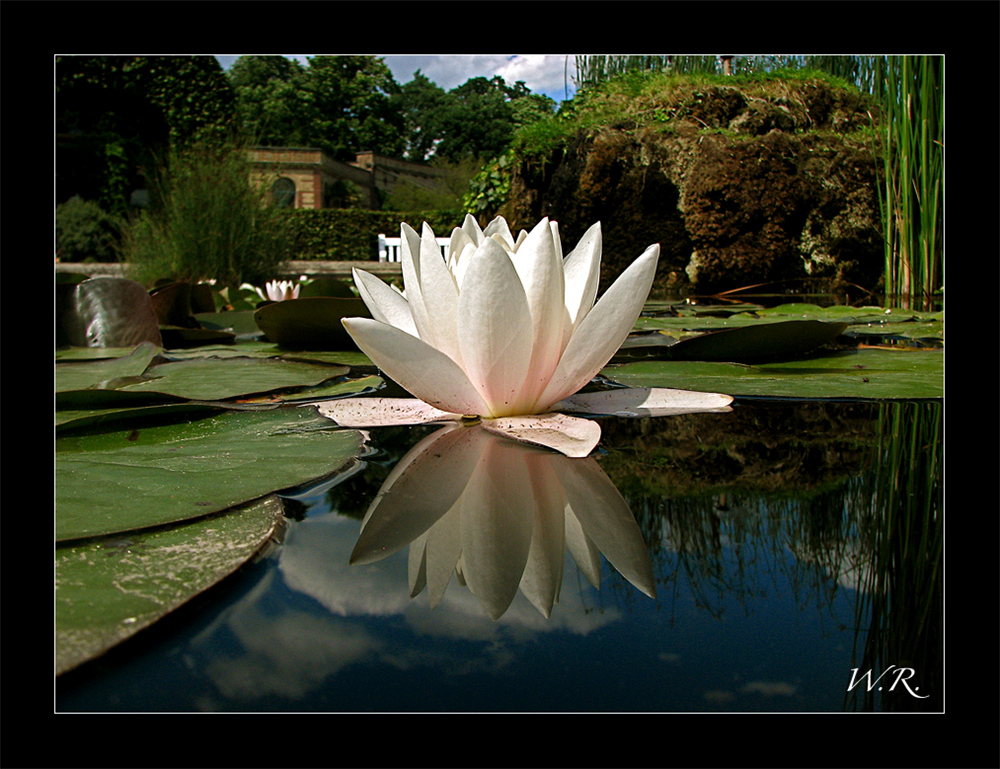 Seerose im Botanischen Garten Karlsruhe