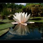 Seerose im Botanischen Garten Karlsruhe