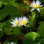 Seerose im Botanischen Garten München