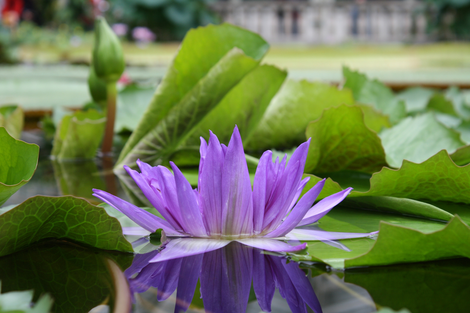 Seerose im Botanischen Garten München