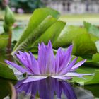 Seerose im Botanischen Garten München