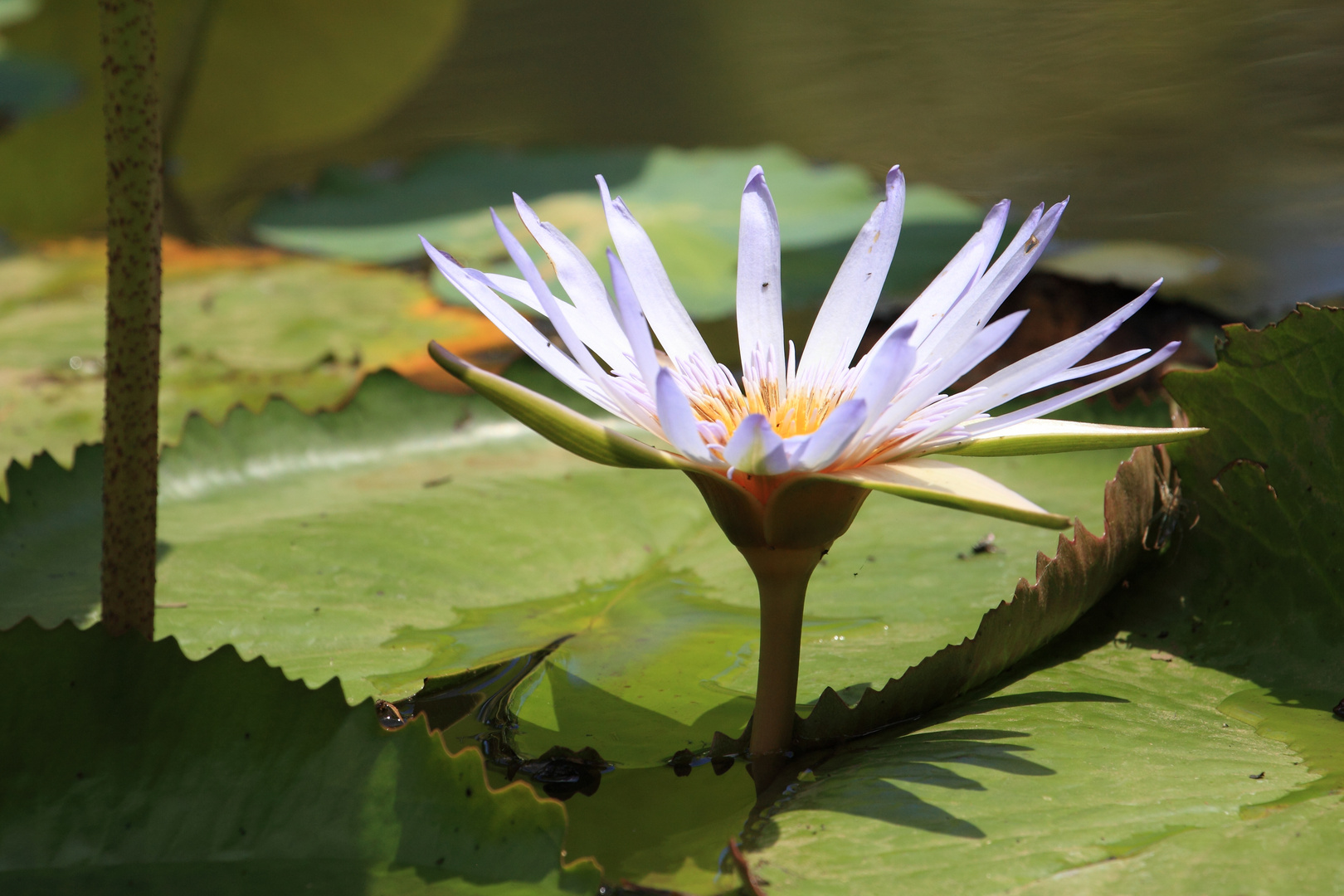 Seerose im Botanischen Garten Pampelmuse Mauritius