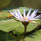 Seerose im Botanischen Garten Pampelmuse Mauritius