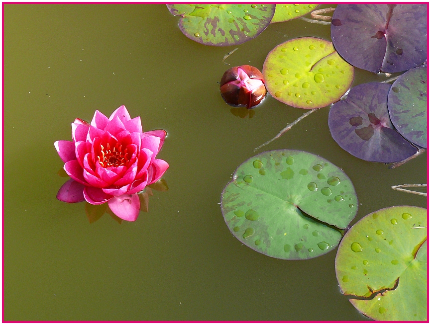 Seerose im Faberpark Fürth