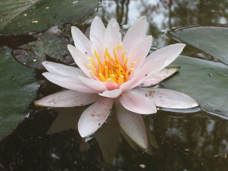 Seerose im Fassldorf im Waldviertel