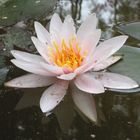 Seerose im Fassldorf im Waldviertel