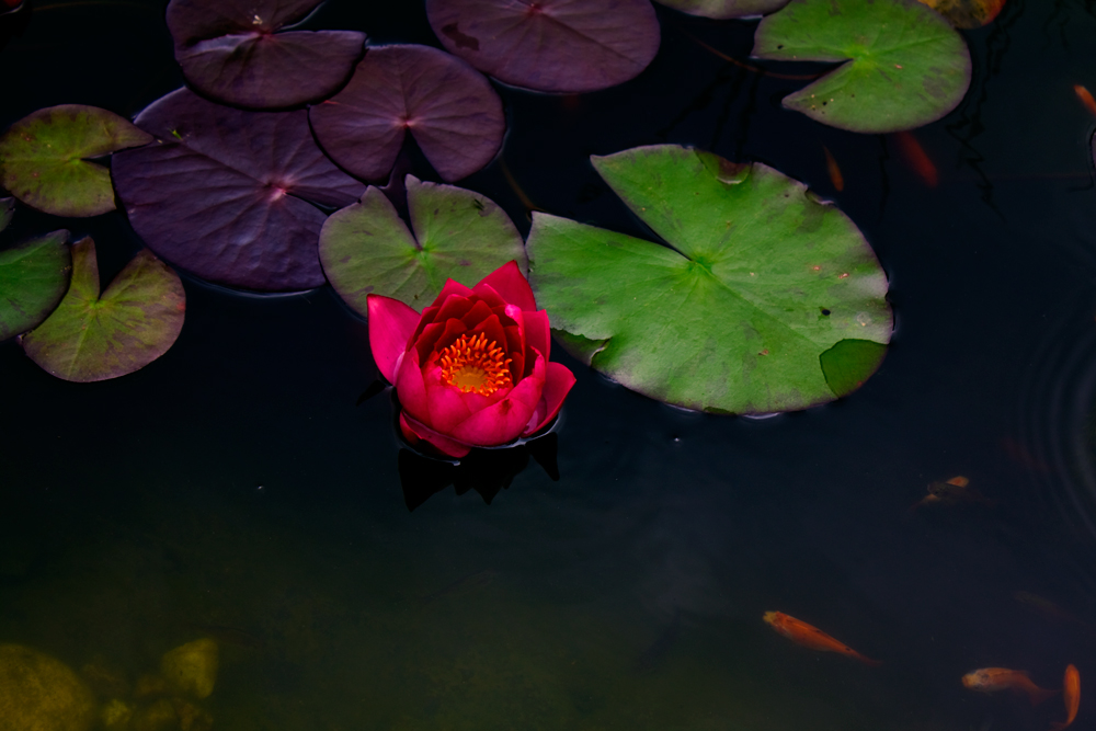 Seerose im Fischteich