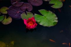 Seerose im Fischteich