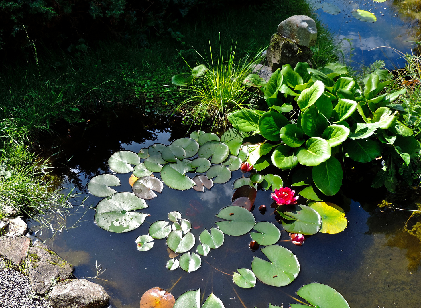 Seerose im Garten