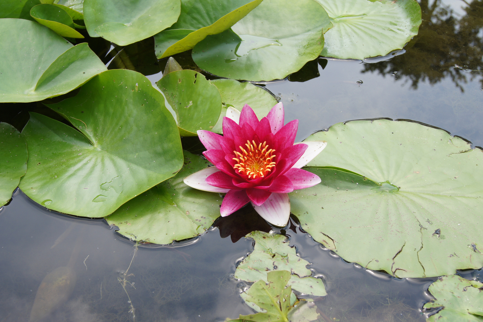 Seerose im Garten der Villa Taranto