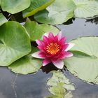 Seerose im Garten der Villa Taranto