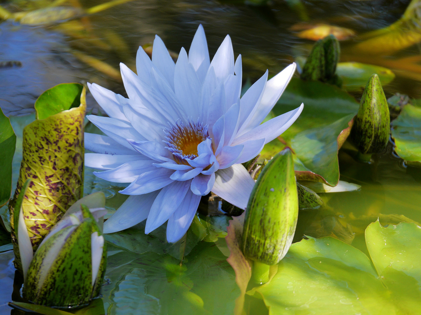 Seerose im Garten La Mortella