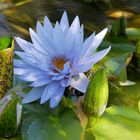 Seerose im Garten La Mortella