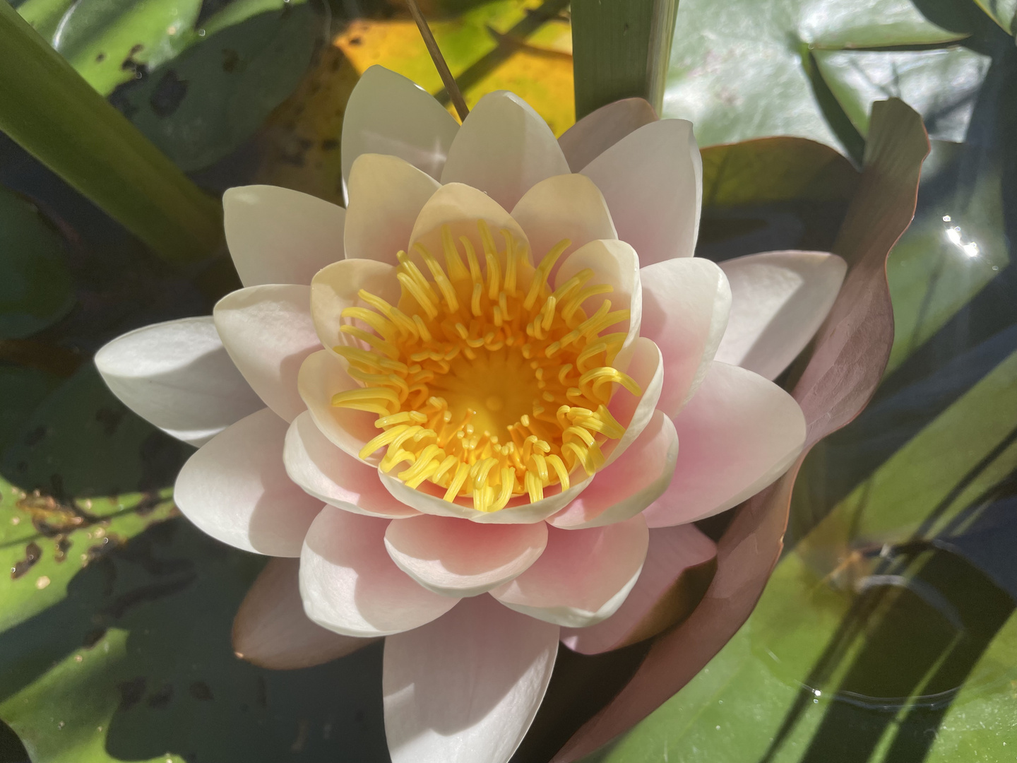 Seerose im Gartenteich