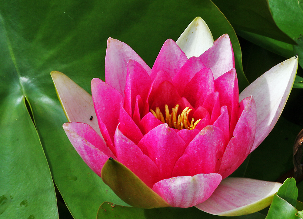 Seerose im Gartenteich Foto & Bild pflanzen, pilze & flechten, blüten
