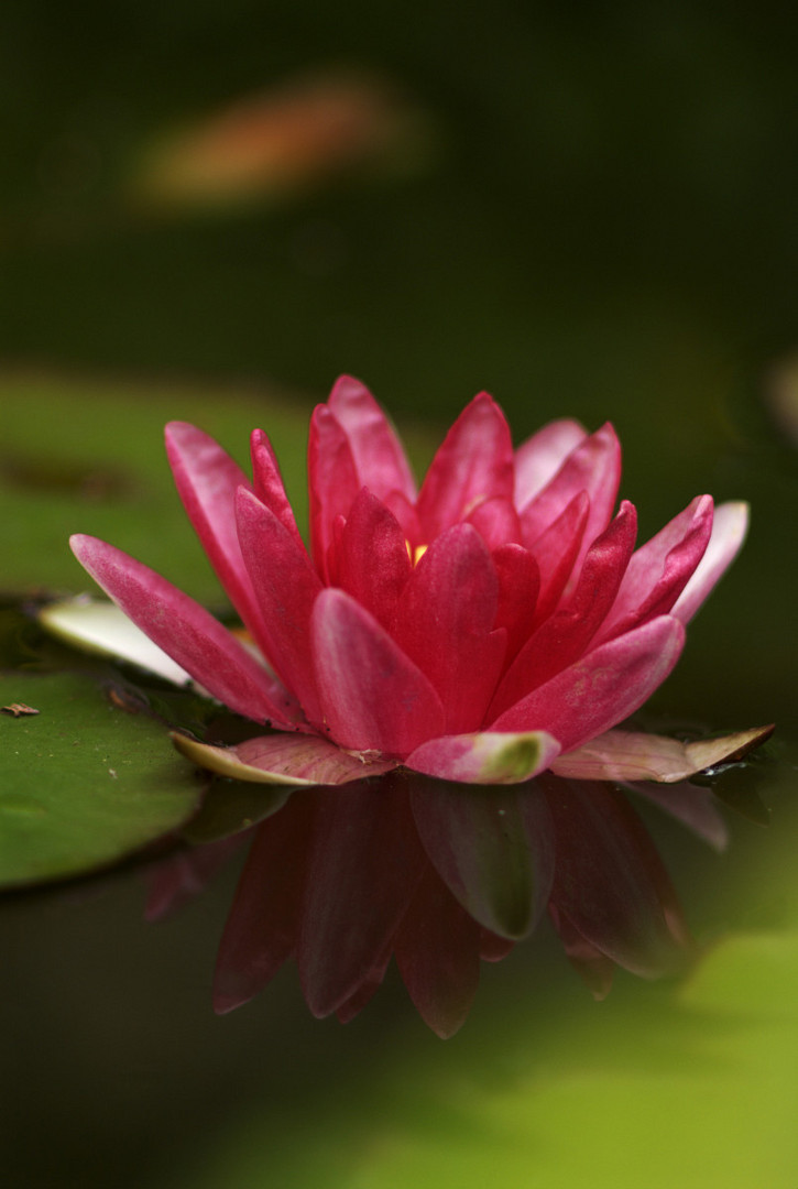 Seerose im Gartenteich