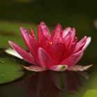 Seerose im Gartenteich