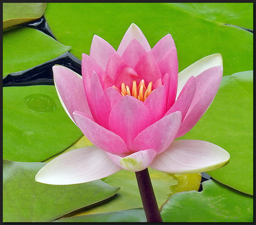 Seerose im Gartenteich