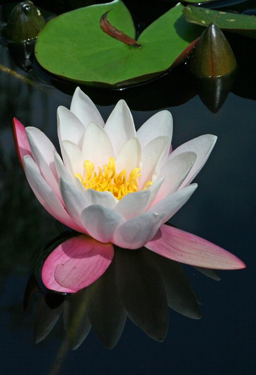 Seerose im Gartenteich