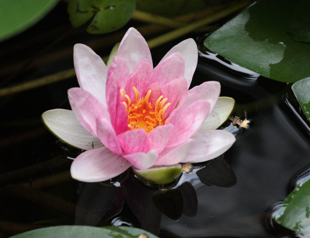 Seerose im Gartenteich