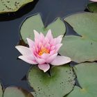 Seerose im Gartenteich