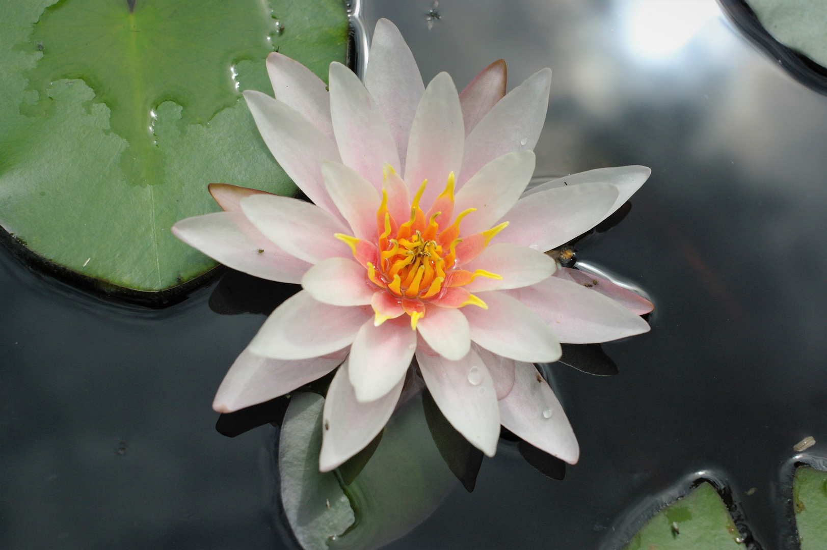 Seerose im Gartenteich Foto & Bild natur, pflanzen, seerosen Bilder