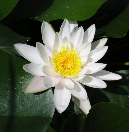 Seerose im Gartenteich