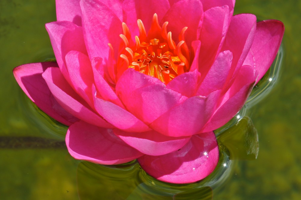 Seerose im Gartenteich