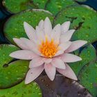 Seerose im Gartenteich