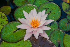 Seerose im Gartenteich