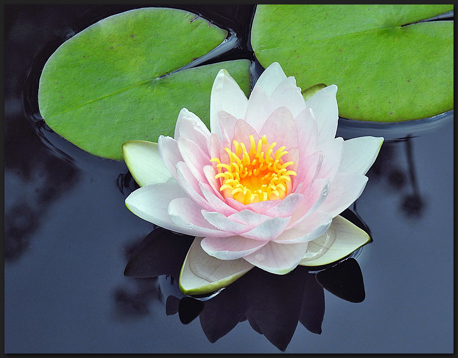 Seerose im Gartenteich